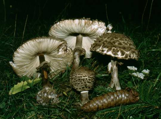 Chlorophyllum rhacodes